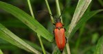 Zmorsznik czerwony (Stictoleptura rubra)