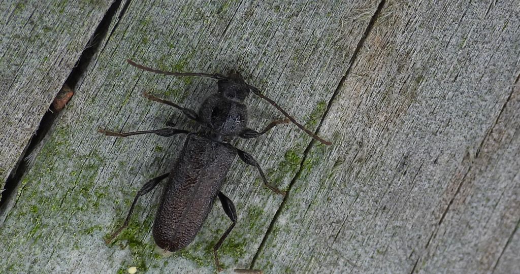 Spuszczel pospolity, spuszczel domowy (Hylotrupes bajulus)