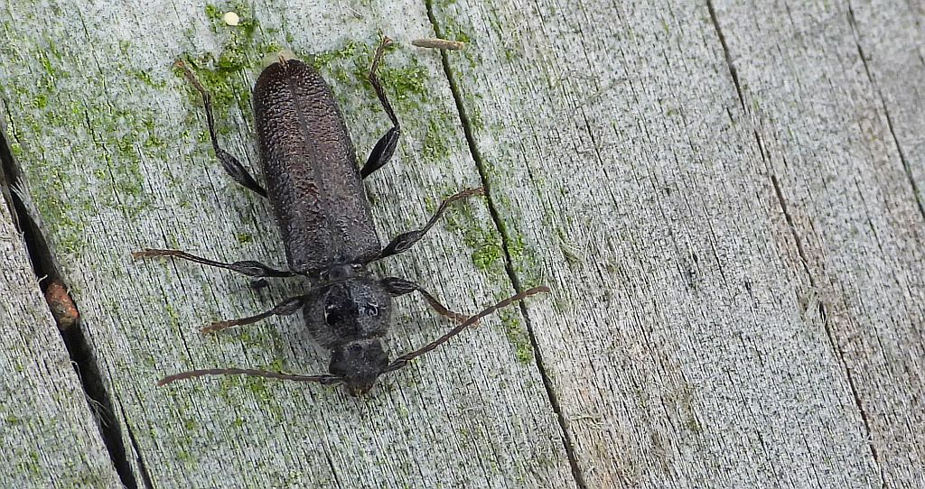 Spuszczel pospolity, spuszczel domowy (Hylotrupes bajulus)