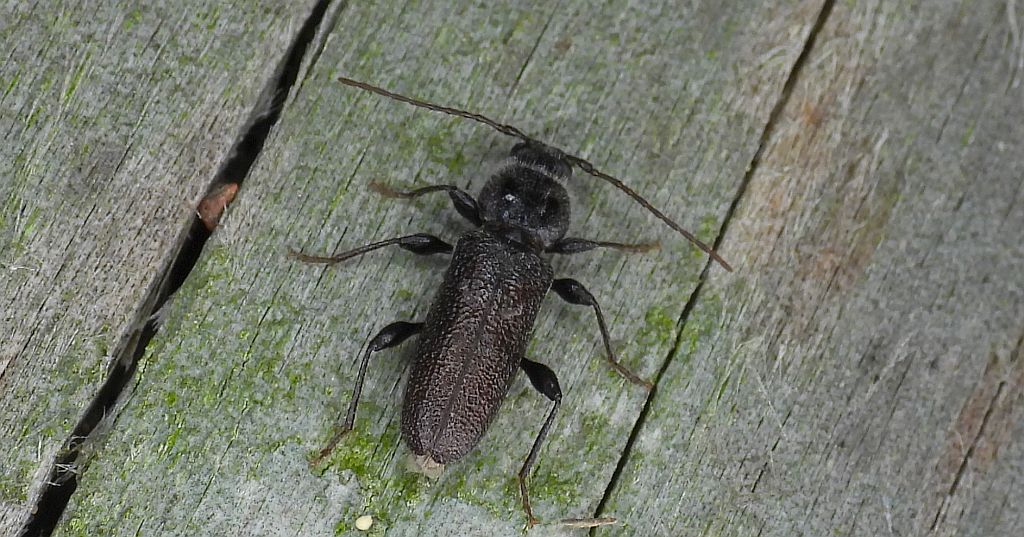 Spuszczel pospolity, spuszczel domowy (Hylotrupes bajulus)