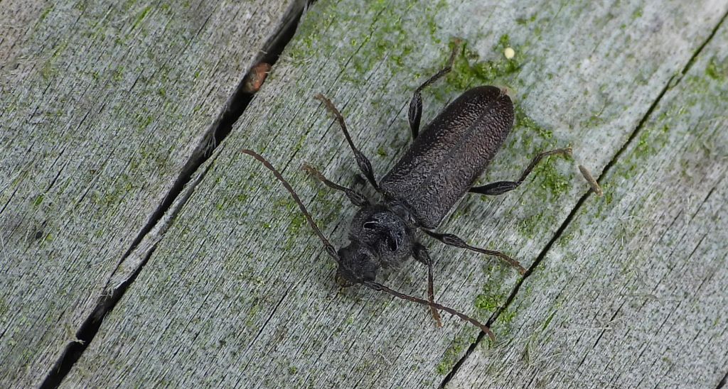 Spuszczel pospolity, spuszczel domowy (Hylotrupes bajulus)