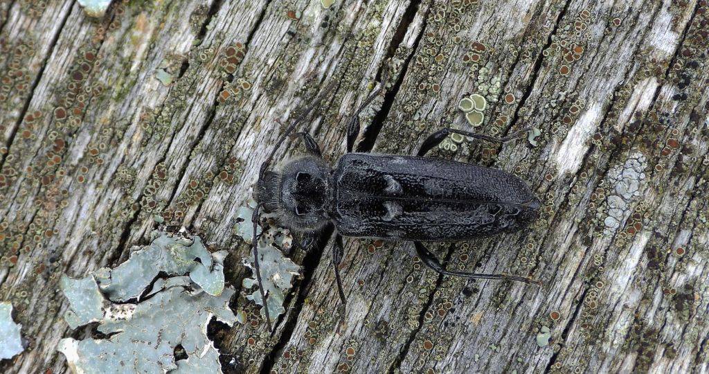 Spuszczel pospolity, spuszczel domowy (Hylotrupes bajulus)