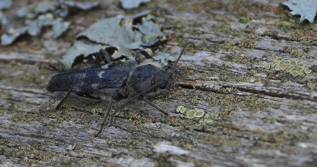 Spuszczel pospolity, spuszczel domowy (Hylotrupes bajulus)