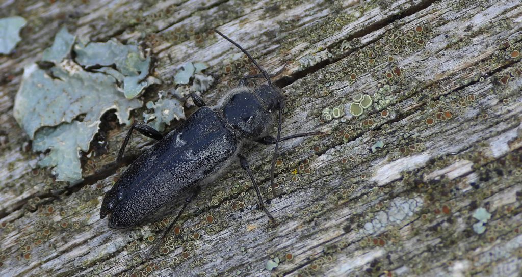 Spuszczel pospolity, spuszczel domowy (Hylotrupes bajulus)