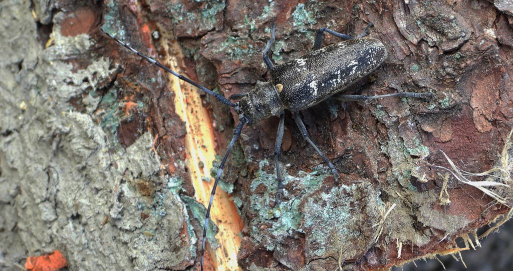 Żerdzianka krawiec (Monochamus sartor)