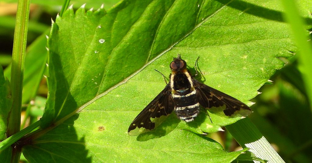 Żałobnica białopasa (Hemipenthes maurus)