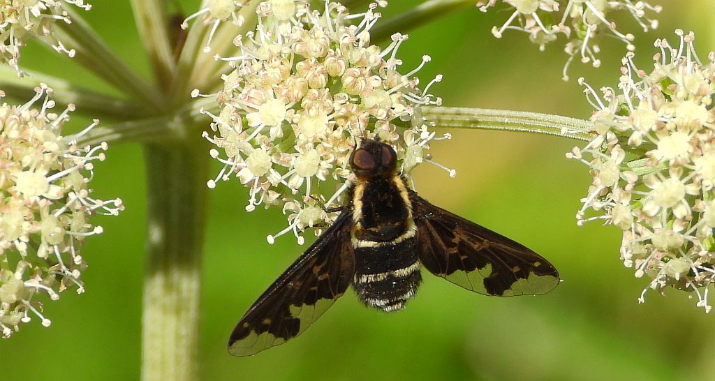 Żałobnica białopasa (Hemipenthes maurus)