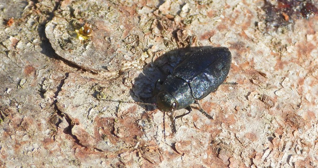 Przypłaszczek granatek (Phaenops cyanea)