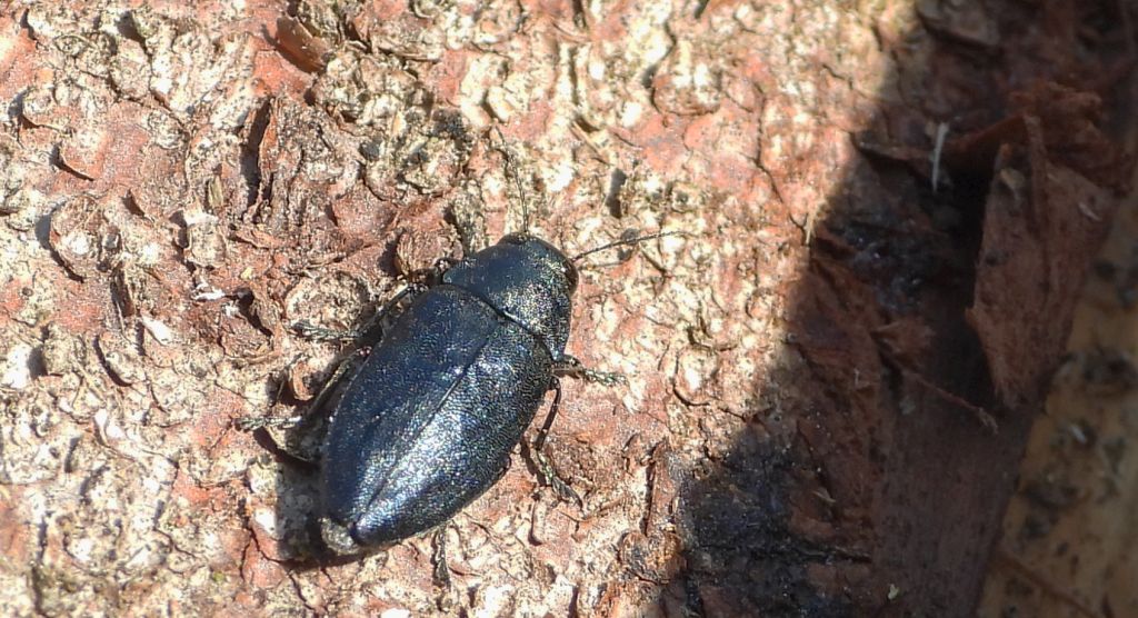 Przypłaszczek granatek (Phaenops cyanea)