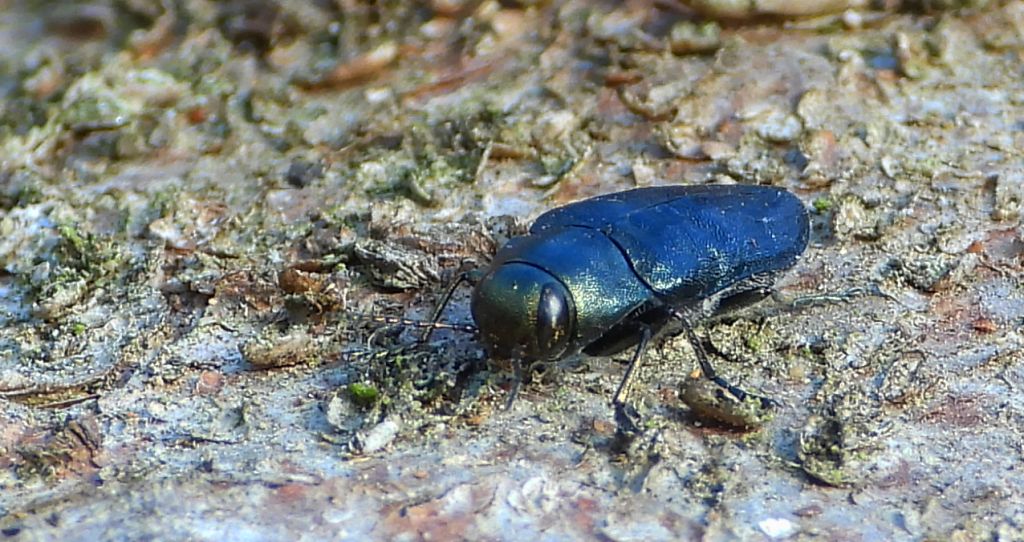 Przypłaszczek granatek (Phaenops cyanea)