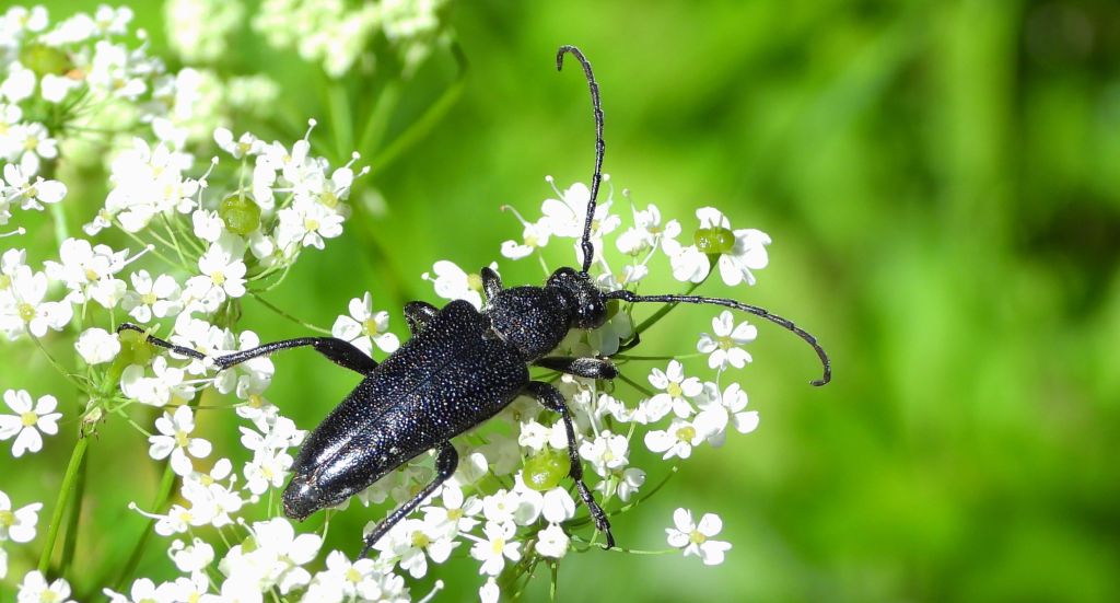 Zmorsznik czarny (Melanoleptura scutellata)