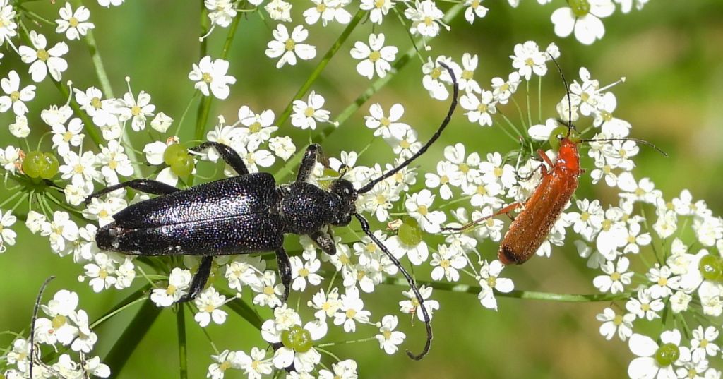 Zmorsznik czarny (Melanoleptura scutellata)