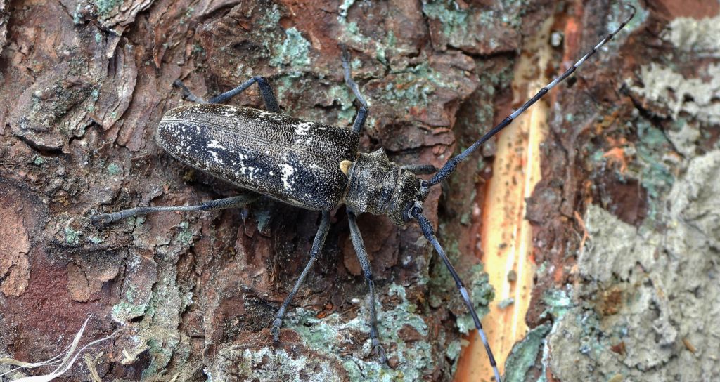 Żerdzianka krawiec (Monochamus sartor)