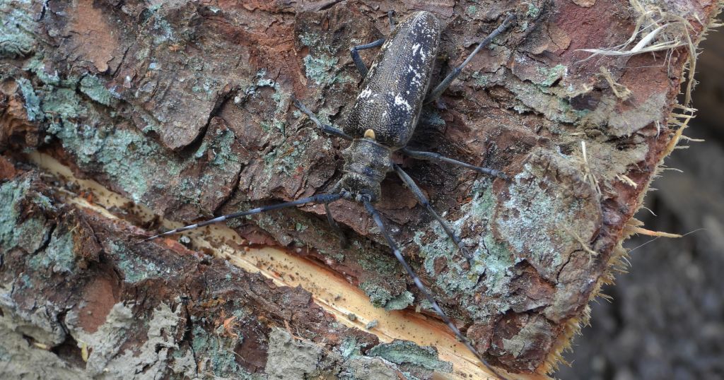 Żerdzianka krawiec (Monochamus sartor)