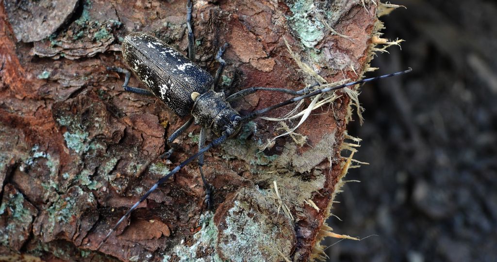 Żerdzianka krawiec (Monochamus sartor)