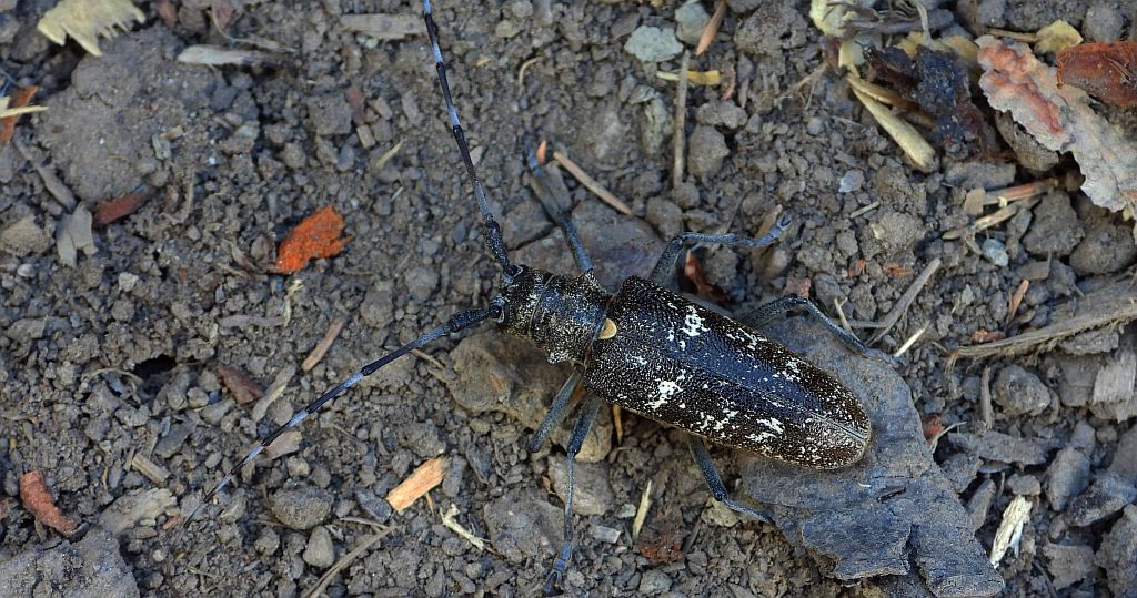 Żerdzianka krawiec (Monochamus sartor)