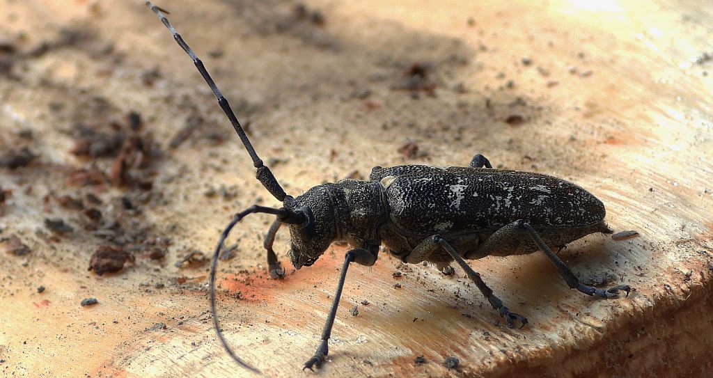 Żerdzianka krawiec (Monochamus sartor)