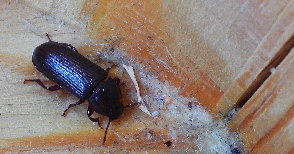 Mącznik młynarek (Tenebrio molitor)