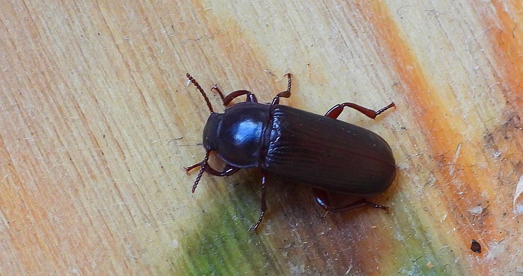 Mącznik młynarek (Tenebrio molitor)