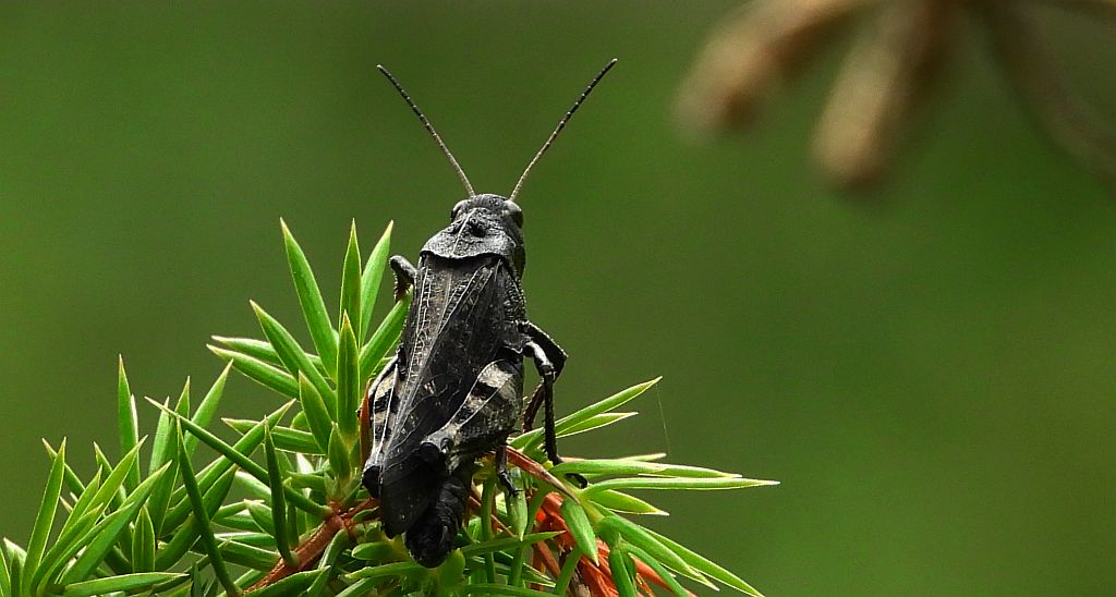 Trajkotka czerwona (Psophus stridulus)