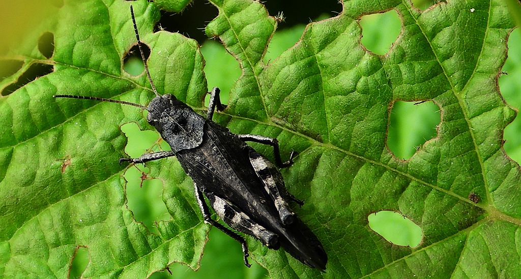 Trajkotka czerwona (Psophus stridulus)