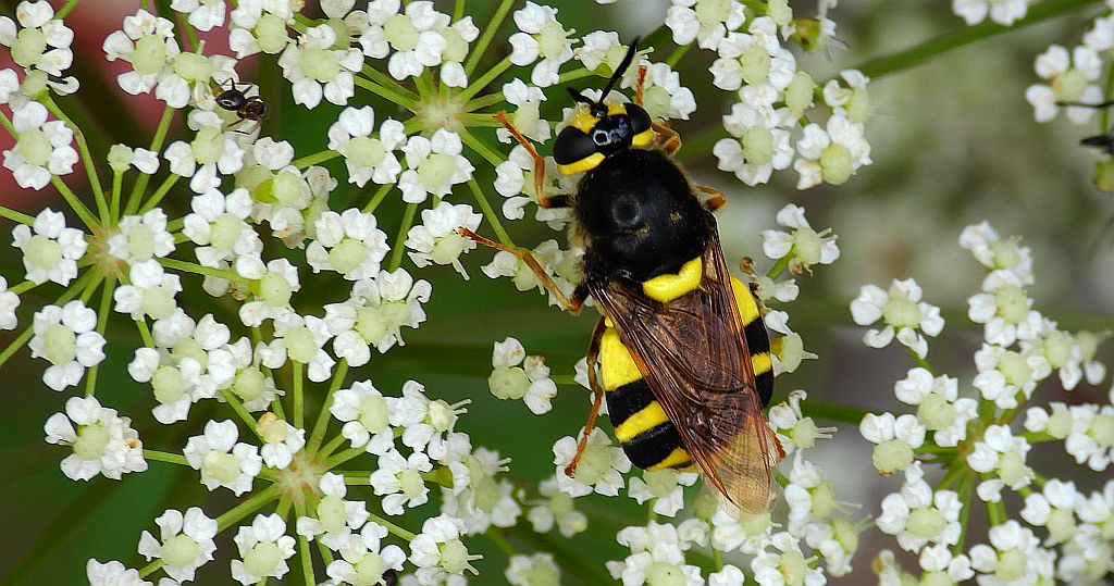 Lwinka kameleon, zmróżek kameleon (Stratiomys chamaeleon)