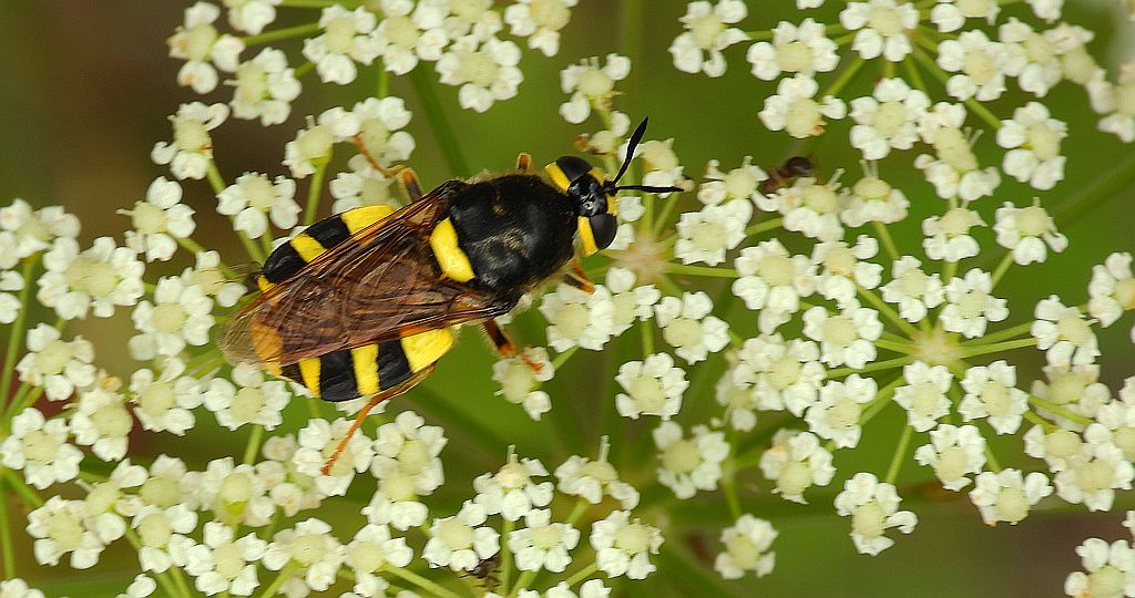 Lwinka kameleon, zmróżek kameleon (Stratiomys chamaeleon)