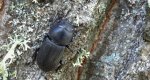 Ciołek matowy, ciołek (Dorcus parallelipipedus)