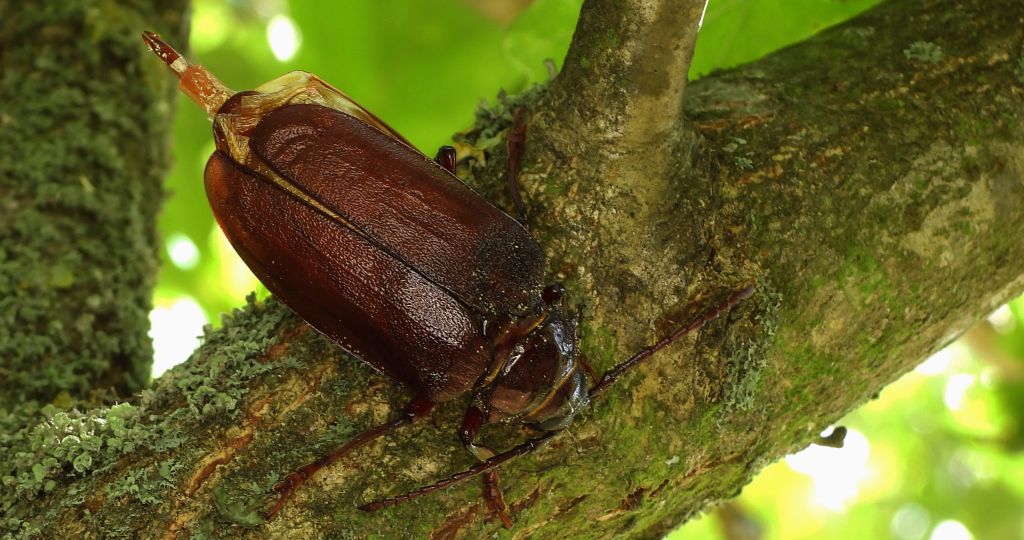 Dyląż garbarz (Prionus coriarius)