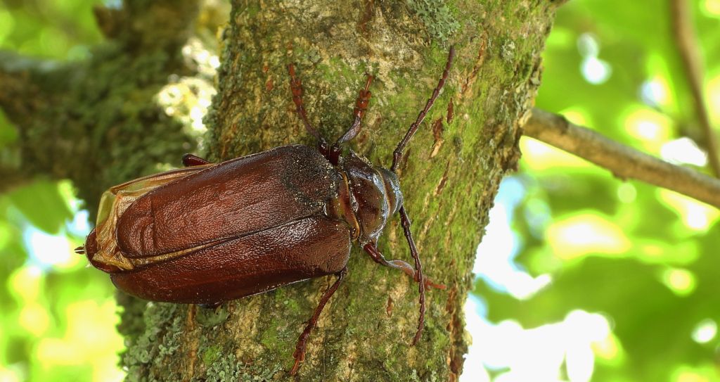 Dyląż garbarz (Prionus coriarius)