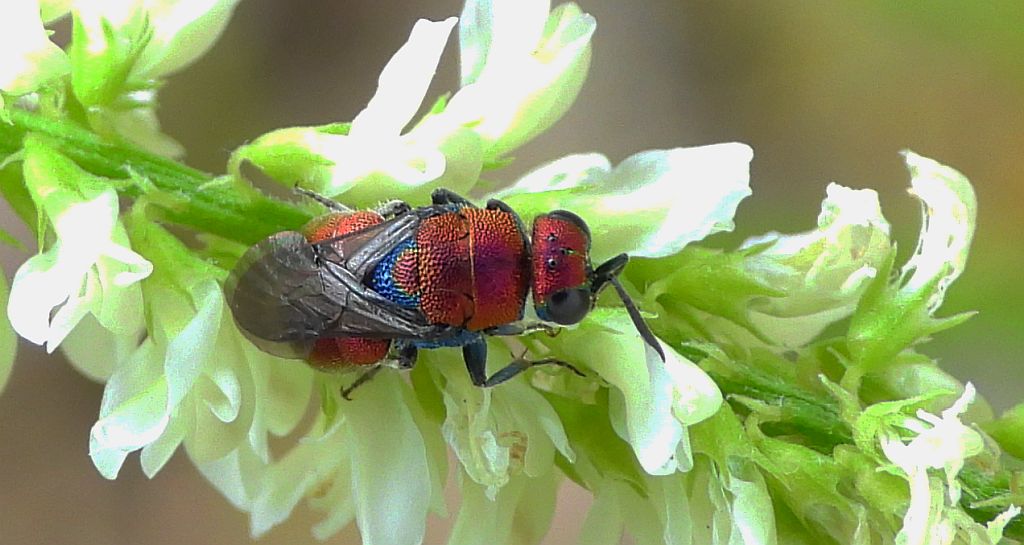 Powabnica niebieska (Hedychrum chalybaeum)