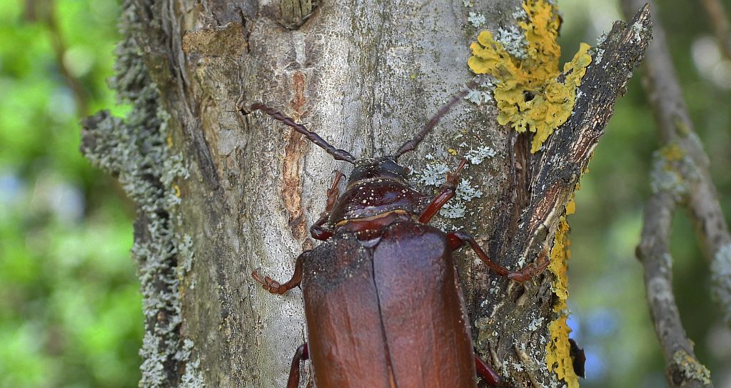Dyląż garbarz (Prionus coriarius)