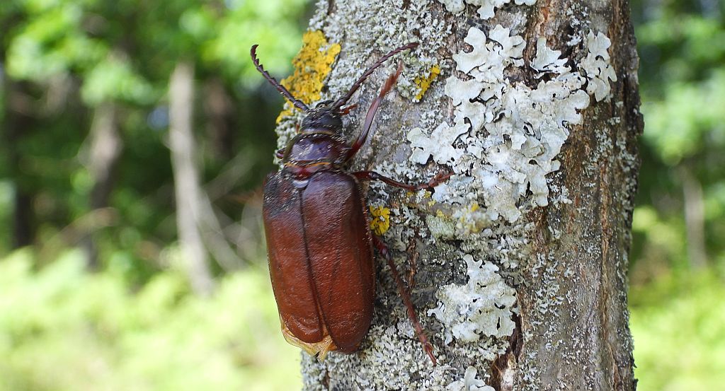 Dyląż garbarz (Prionus coriarius)
