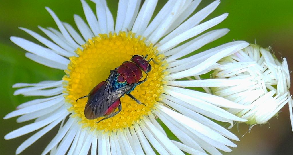 Złotolitka miedziana (Chrysura cuprea)