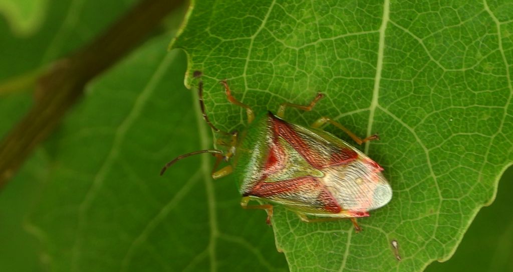 Jarzmiec jałowcówka (Cyphostethus tristriatus)