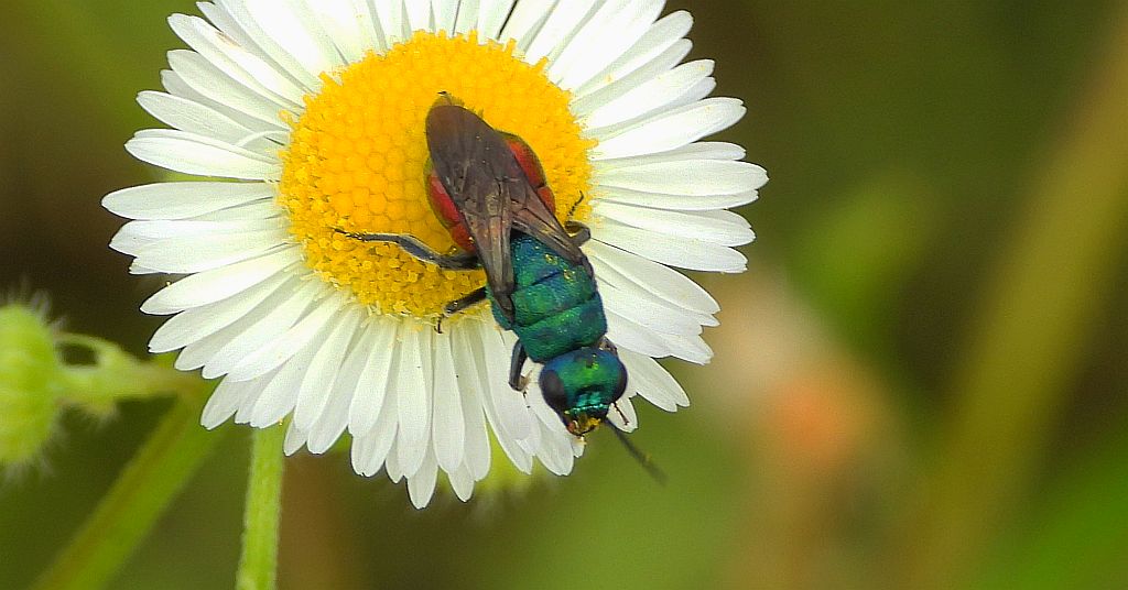Powabnica osmykowa (Hedychrum niemelai)
