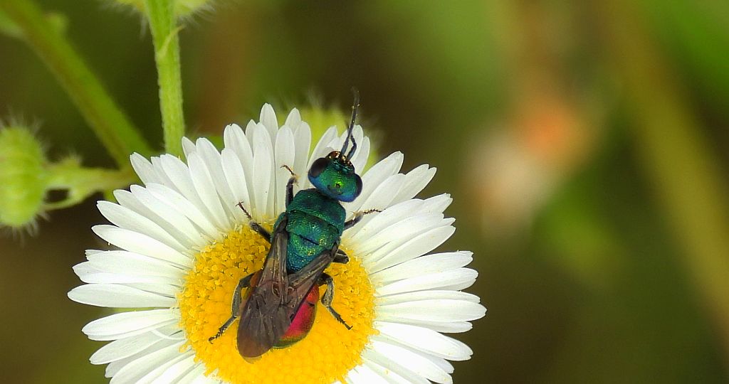 Powabnica osmykowa (Hedychrum niemelai)