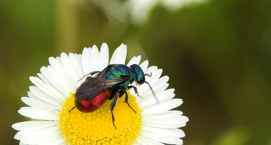 Powabnica osmykowa (Hedychrum niemelai)