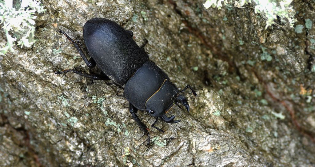 Ciołek matowy, ciołek (Dorcus parallelipipedus)