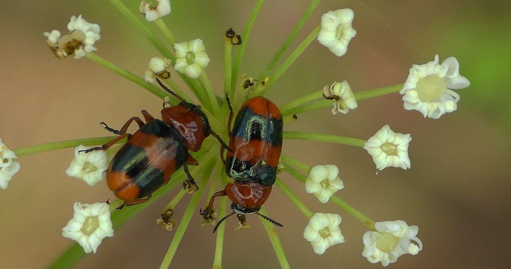 Głowienka baldaszkówka (Coptocephala unifasciata)
