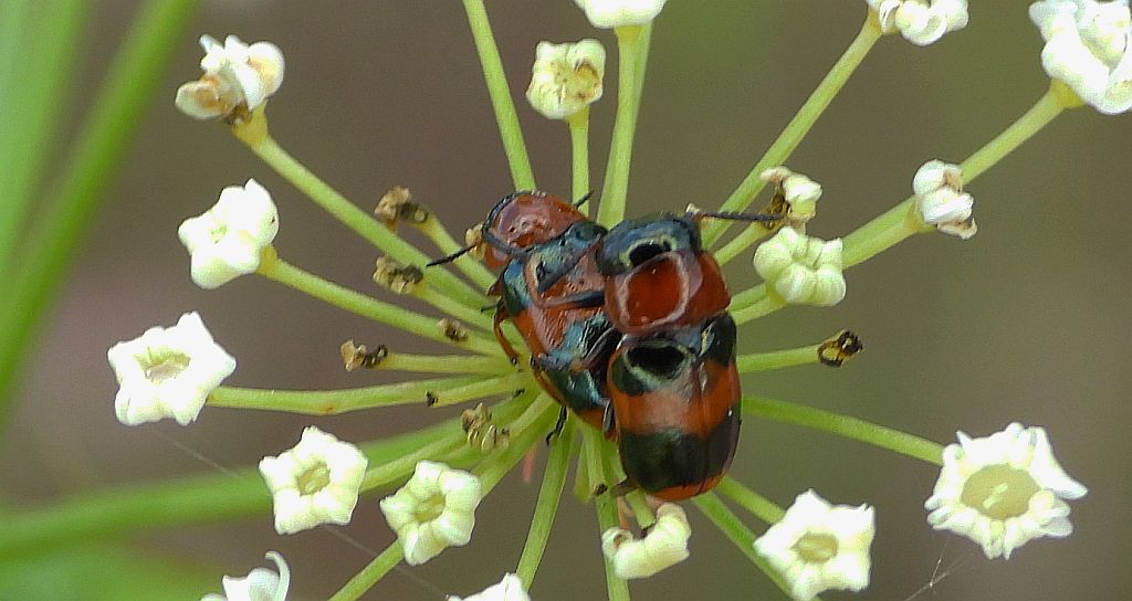 Głowienka baldaszkówka (Coptocephala unifasciata)