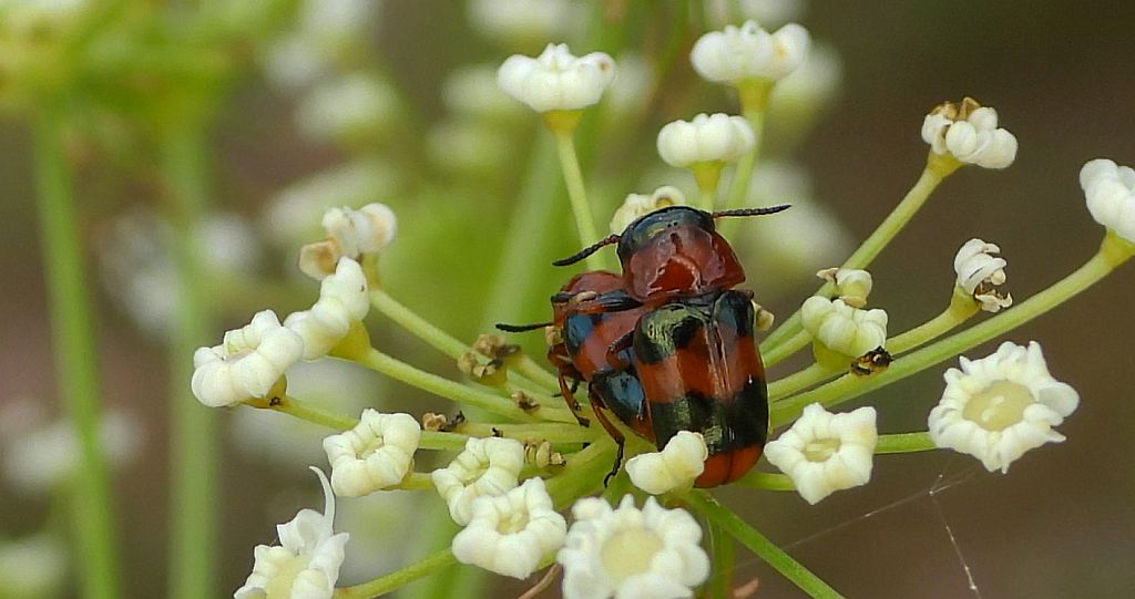 Głowienka baldaszkówka (Coptocephala unifasciata)