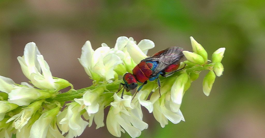 Powabnica niebieska (Hedychrum chalybaeum)