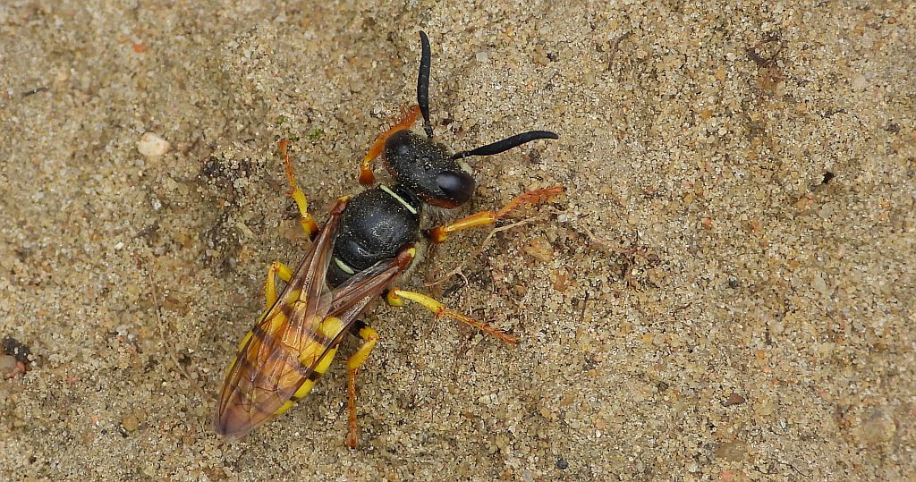 Taszczyn pszczeli (Philanthus triangulum)