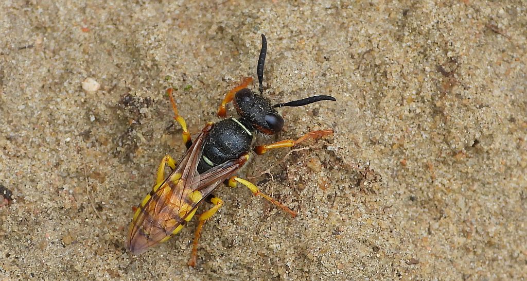 Taszczyn pszczeli (Philanthus triangulum)