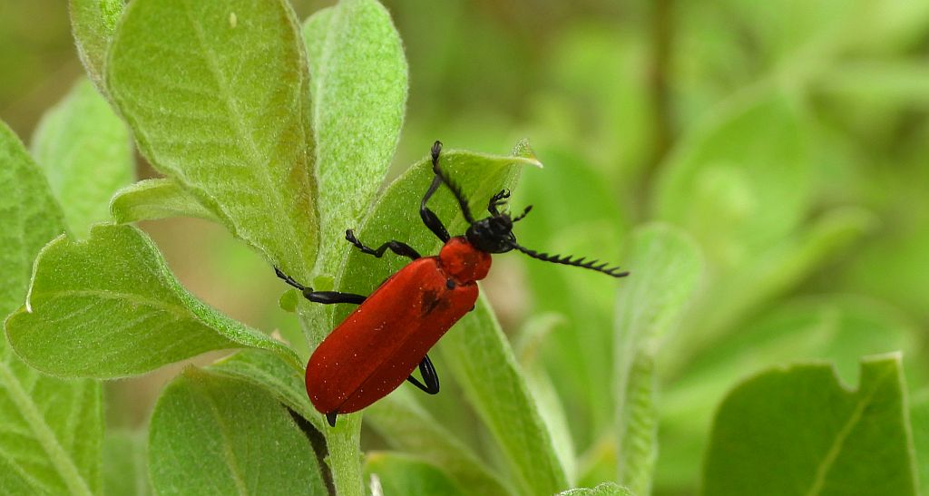 Ogniczek grzebykoczułki (Schizotus pectinicornis)
