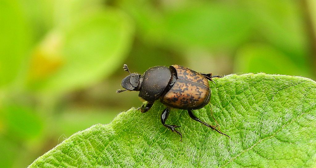 Zatrawiec brązowawy (Onthophagus fracticornis)