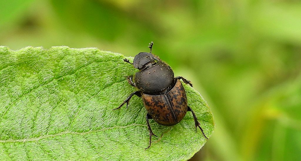 Zatrawiec brązowawy (Onthophagus fracticornis)