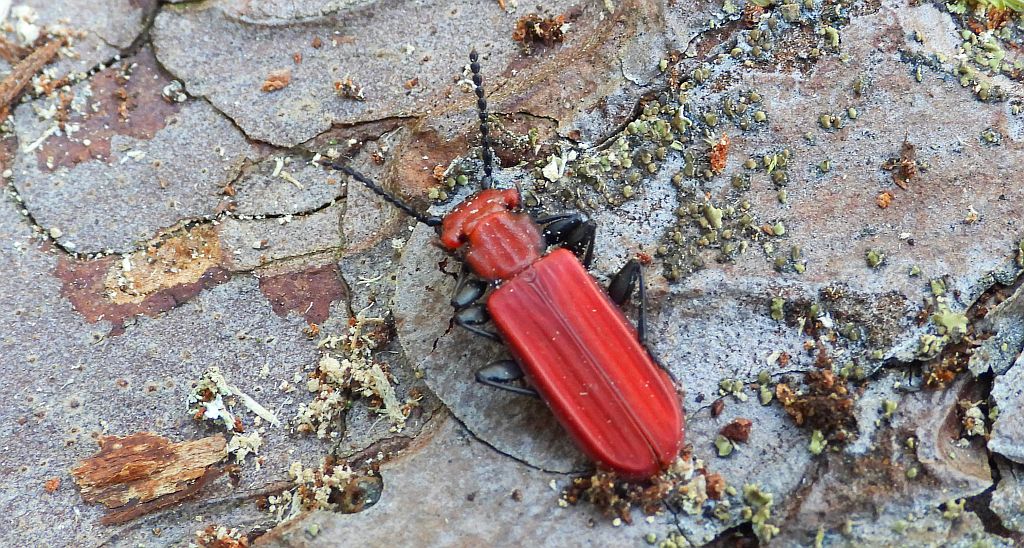 Zgniotek cynobrowy (Cucujus cinnaberinus)