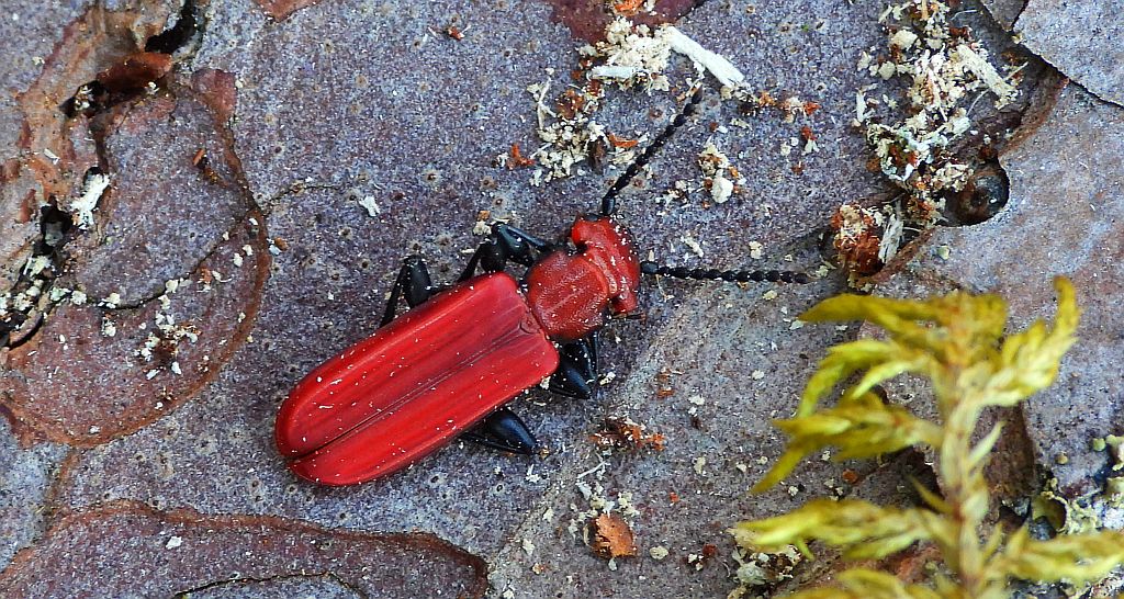 Zgniotek cynobrowy (Cucujus cinnaberinus)